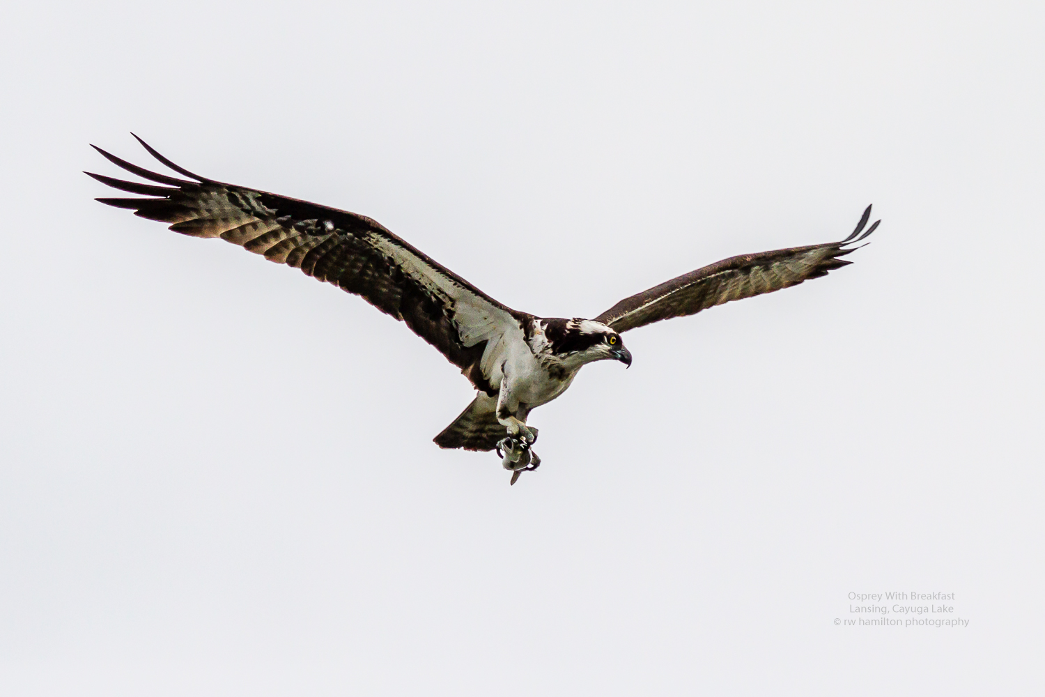Osprey with fresh caught trout