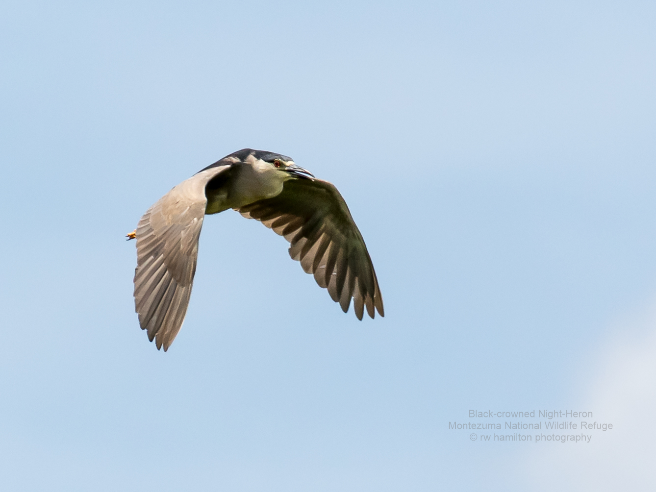 Black Crowned Night Heron 