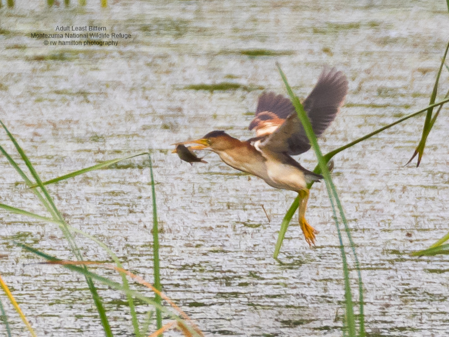 Adult Least Bittern with fish