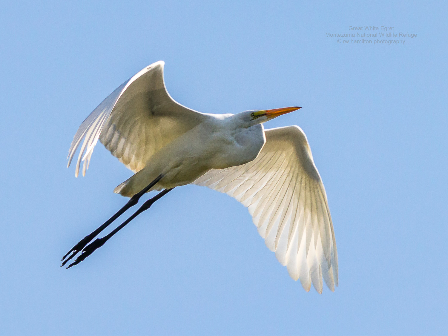 Great White Egret