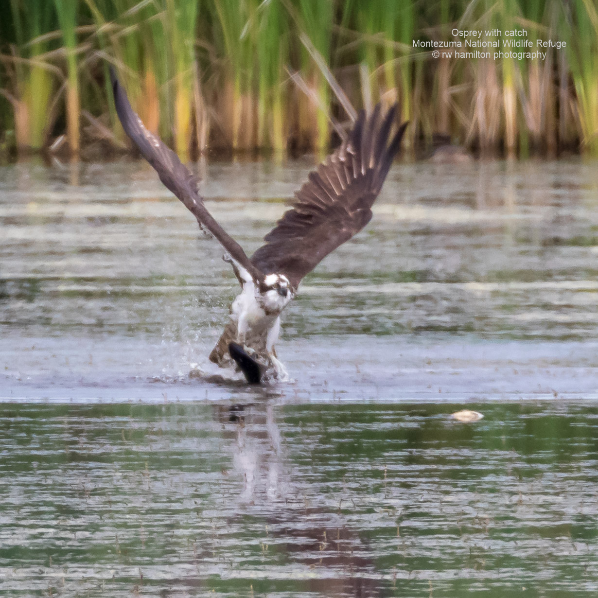 Osprey with catch