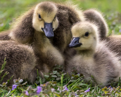  Canada goose goslings