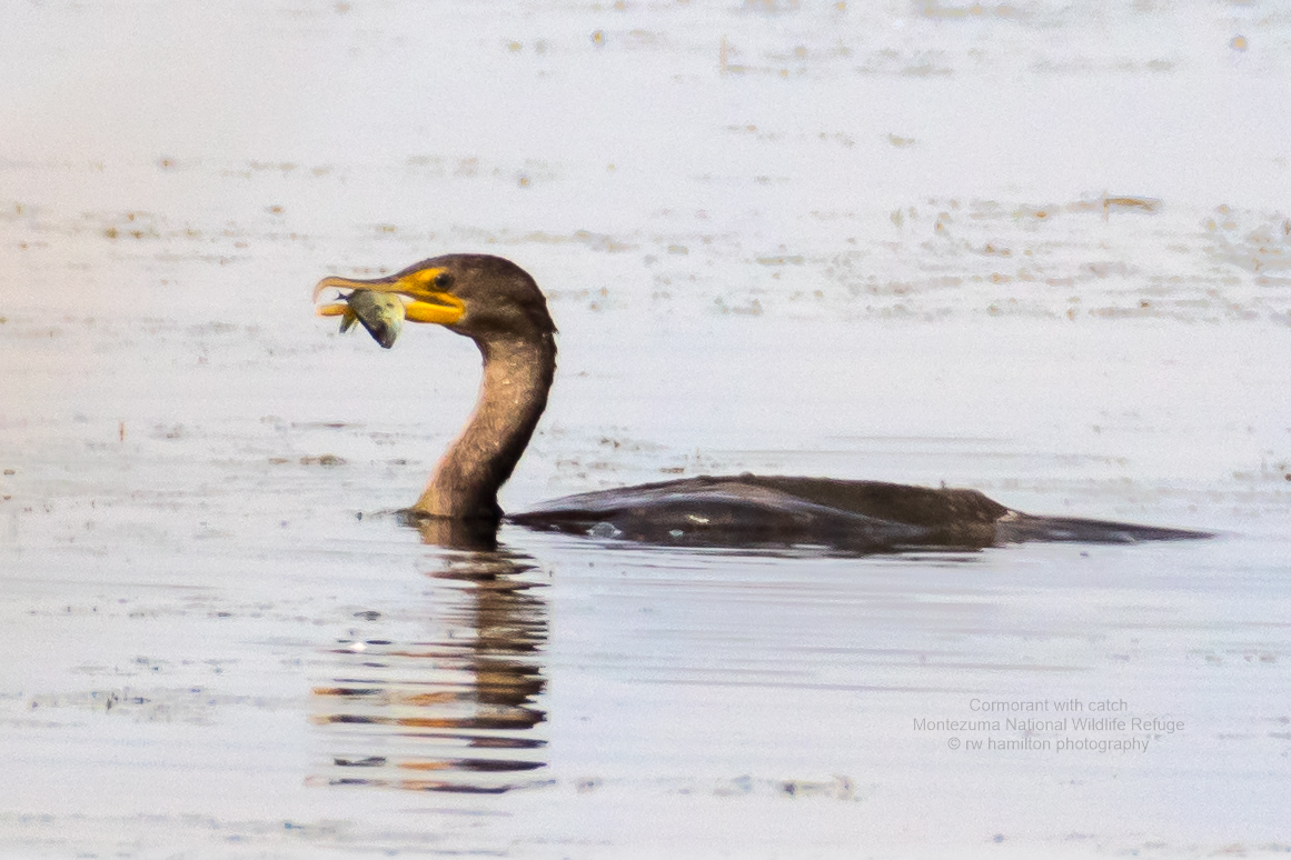 Cormorant with catch