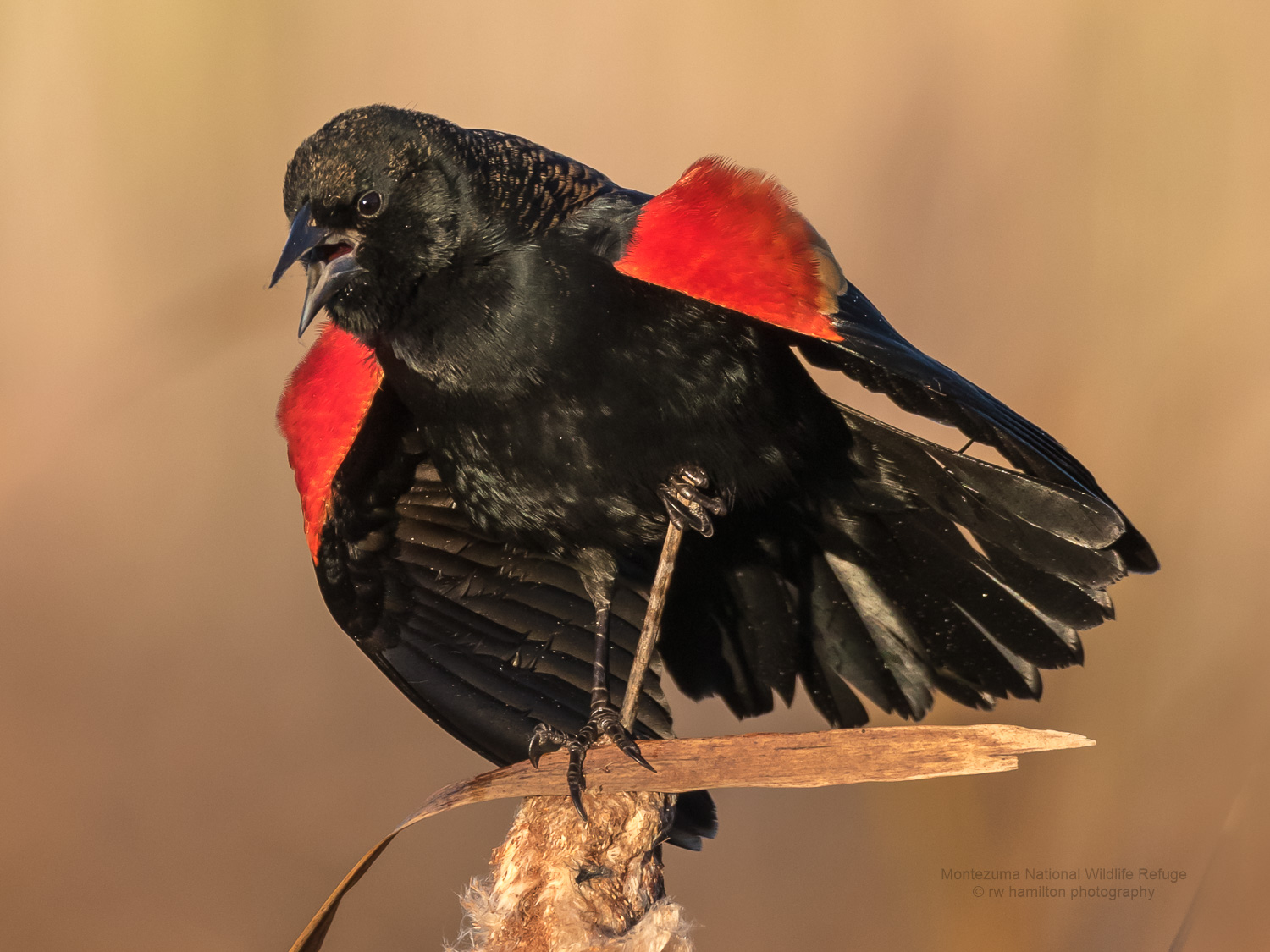 Click photo for more Blackbirds