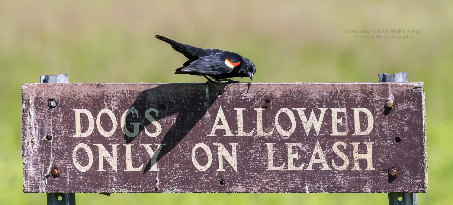 Red-winged Blackbird