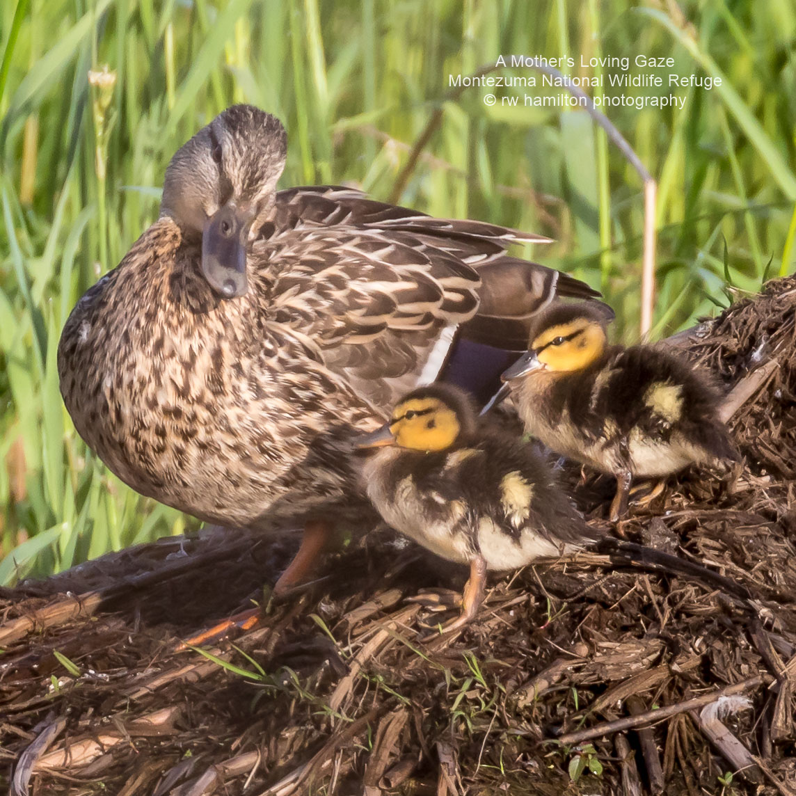  Montezuma National Wildlife Refuge, Wildlife Drive 