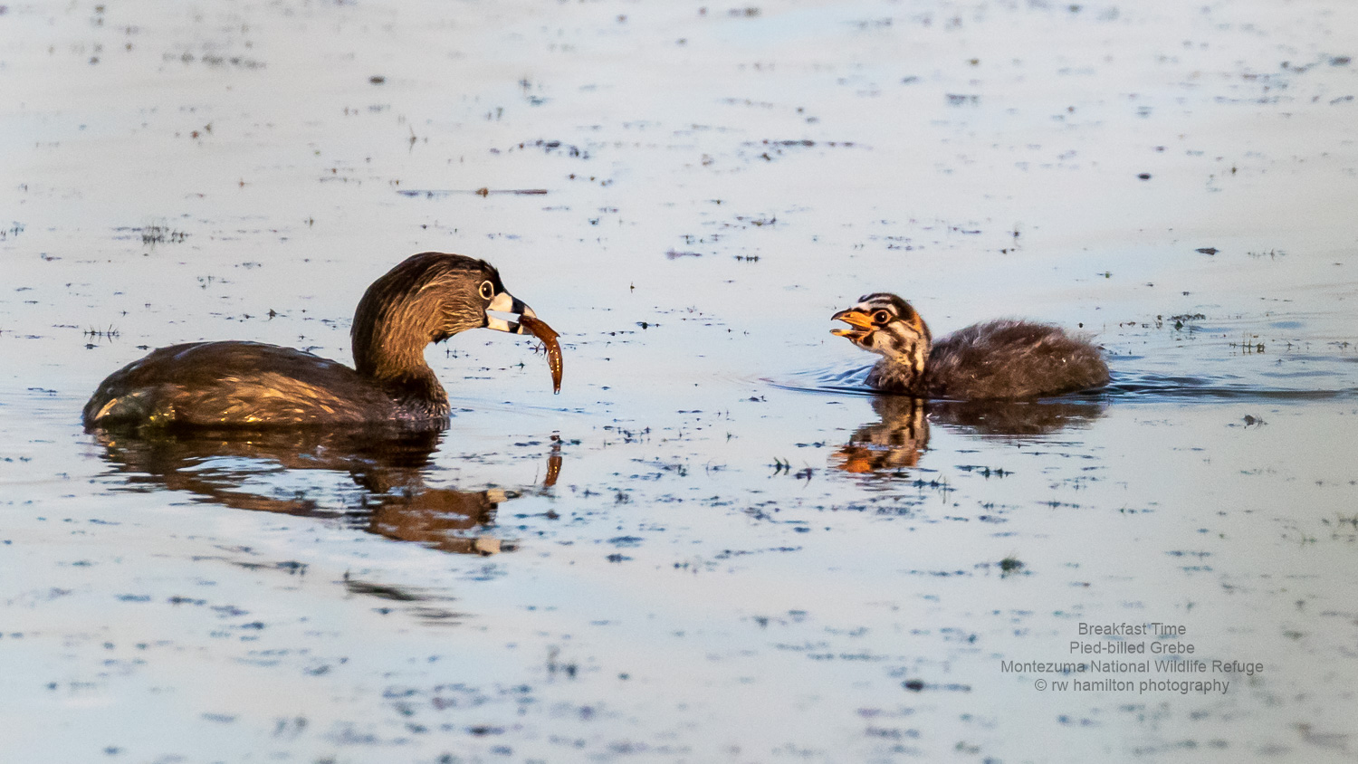 Breakfast for Pied-billed Grebe chick