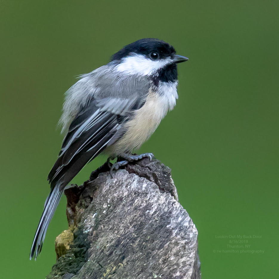 Black-capped Chickadee