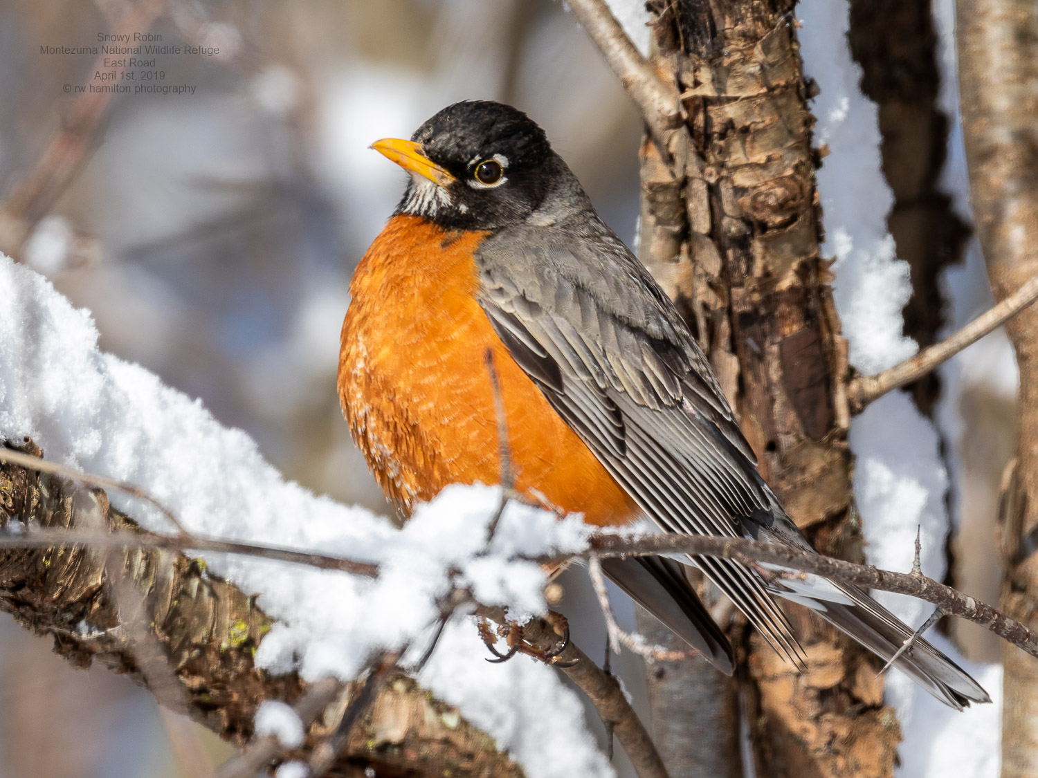 Cold April 1st for Robin