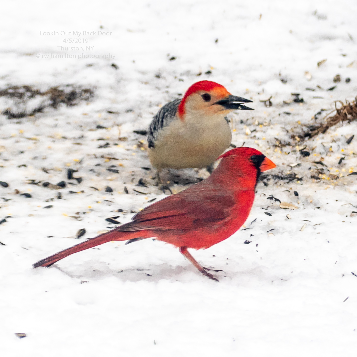 Northern Cardinal and Red-bellied Woodpecker