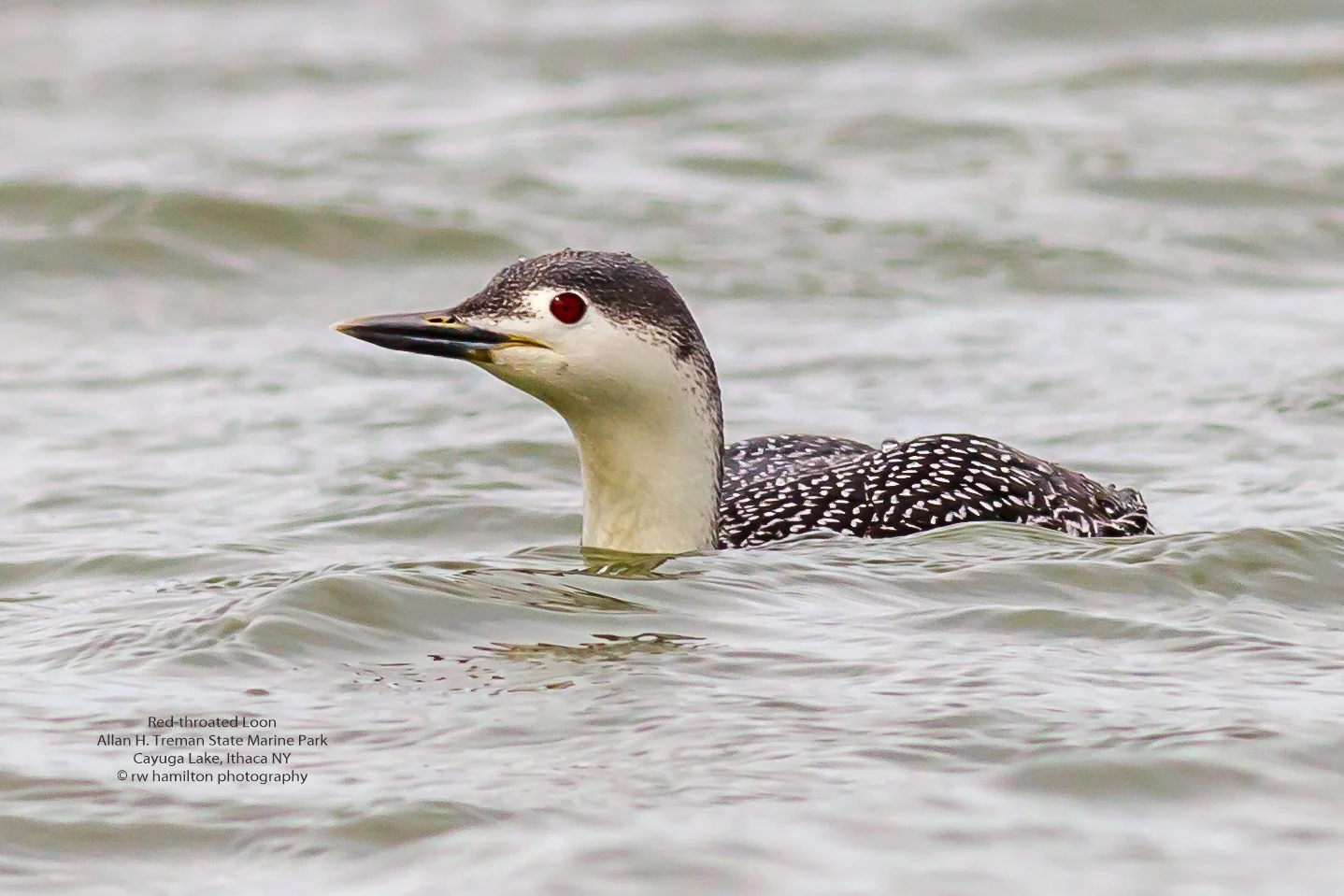 Red-throated Loon