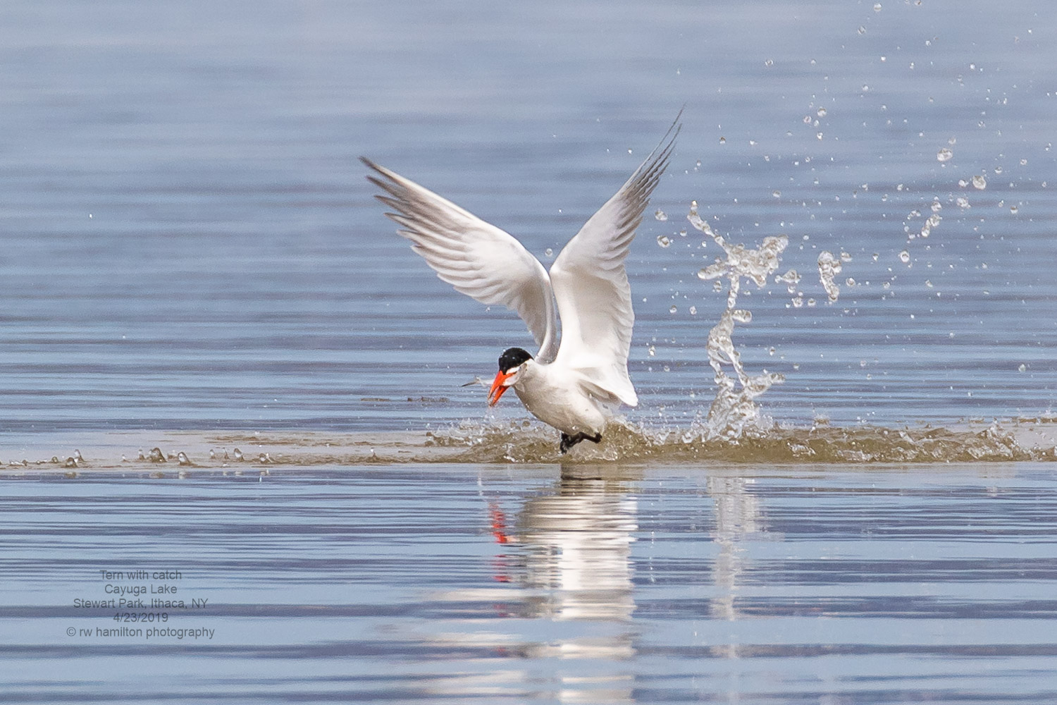 Tern with catch