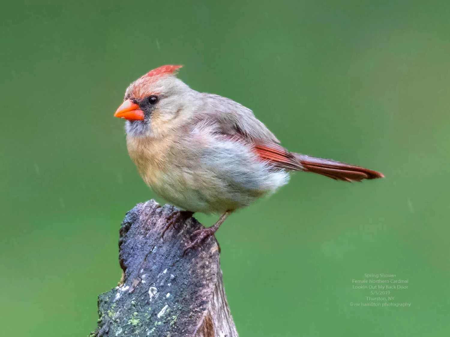 Wet Northern Cardinal