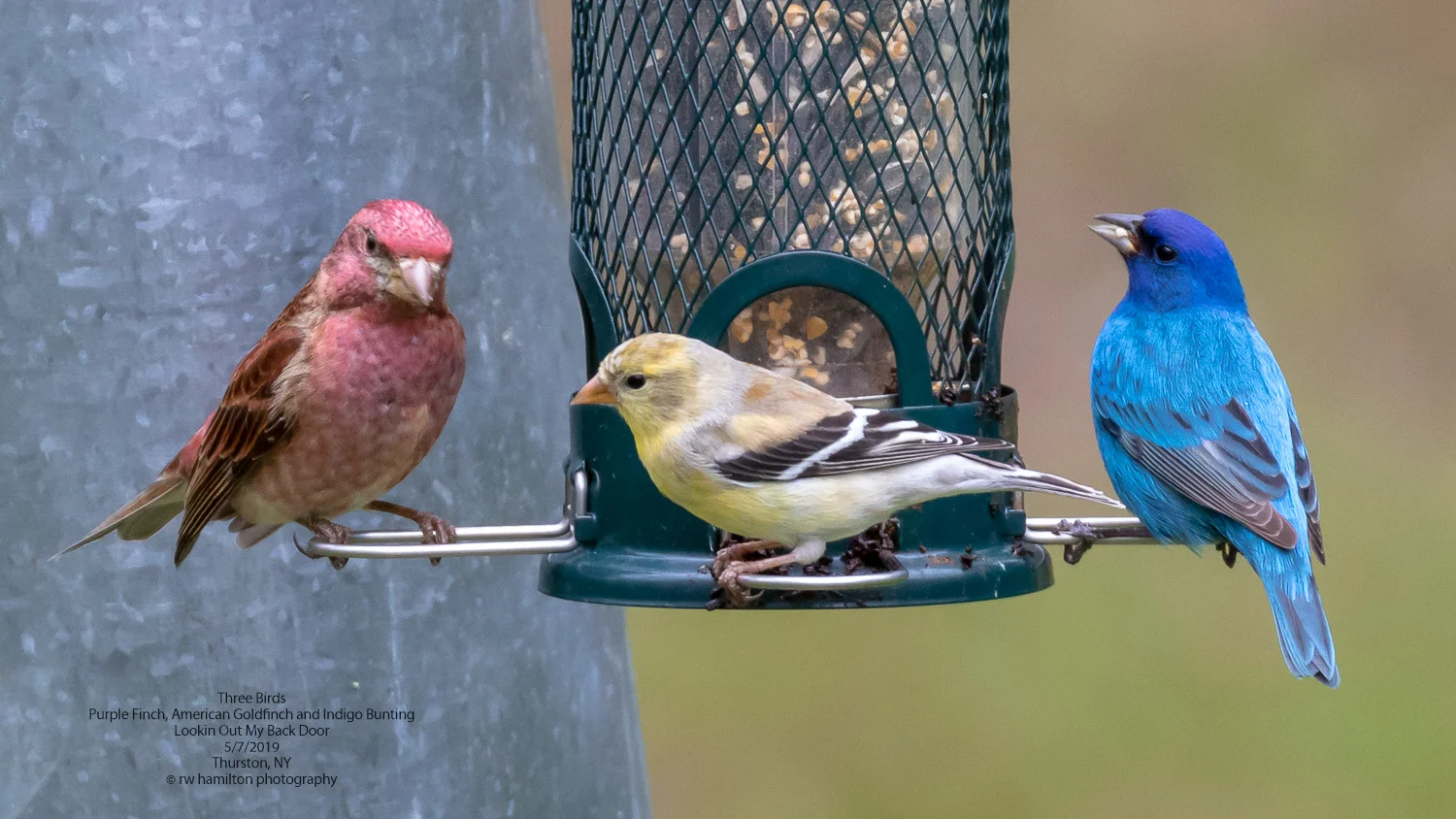 Three Birds