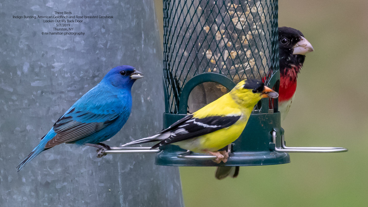 Three Birds