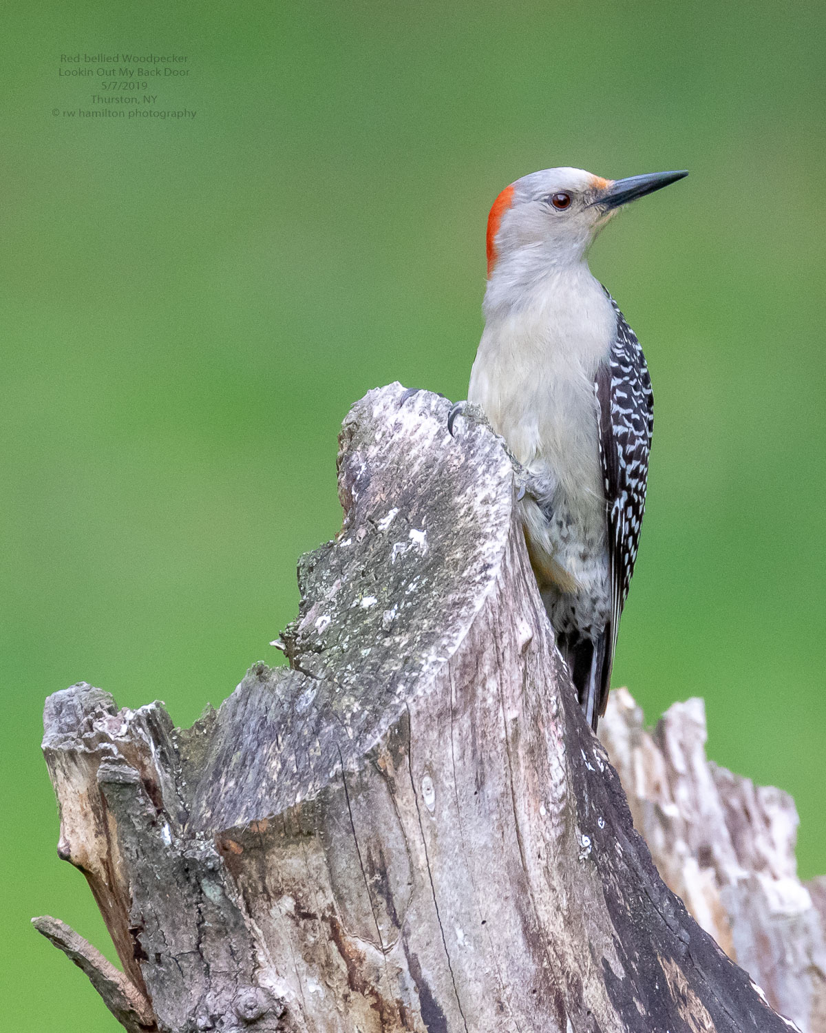  Red-bellied Woodpecker