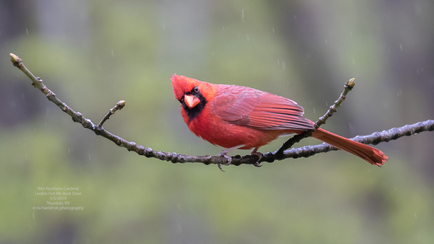 Wet Northern Cardinal