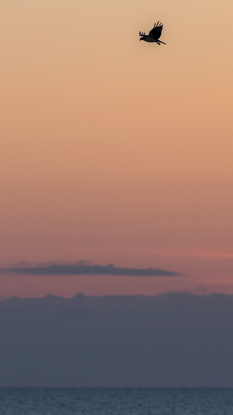 Early Morning Osprey Silhouette