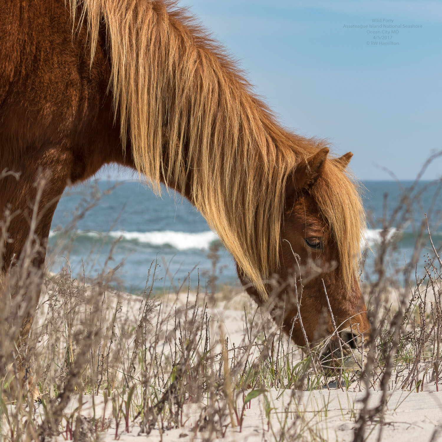 Click photo to see more Assateague Island horses