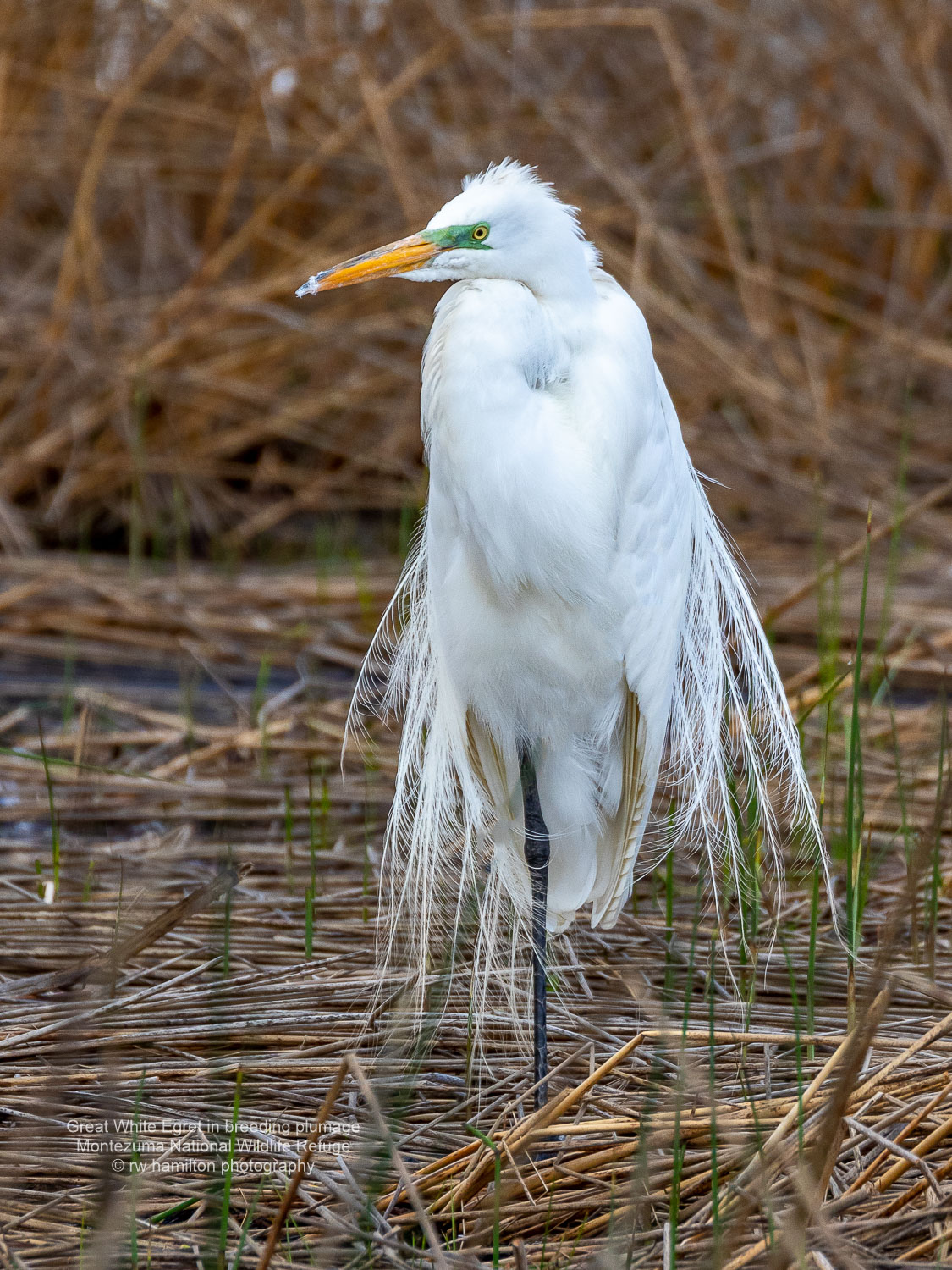 Great White Egret in Breeding Plumage