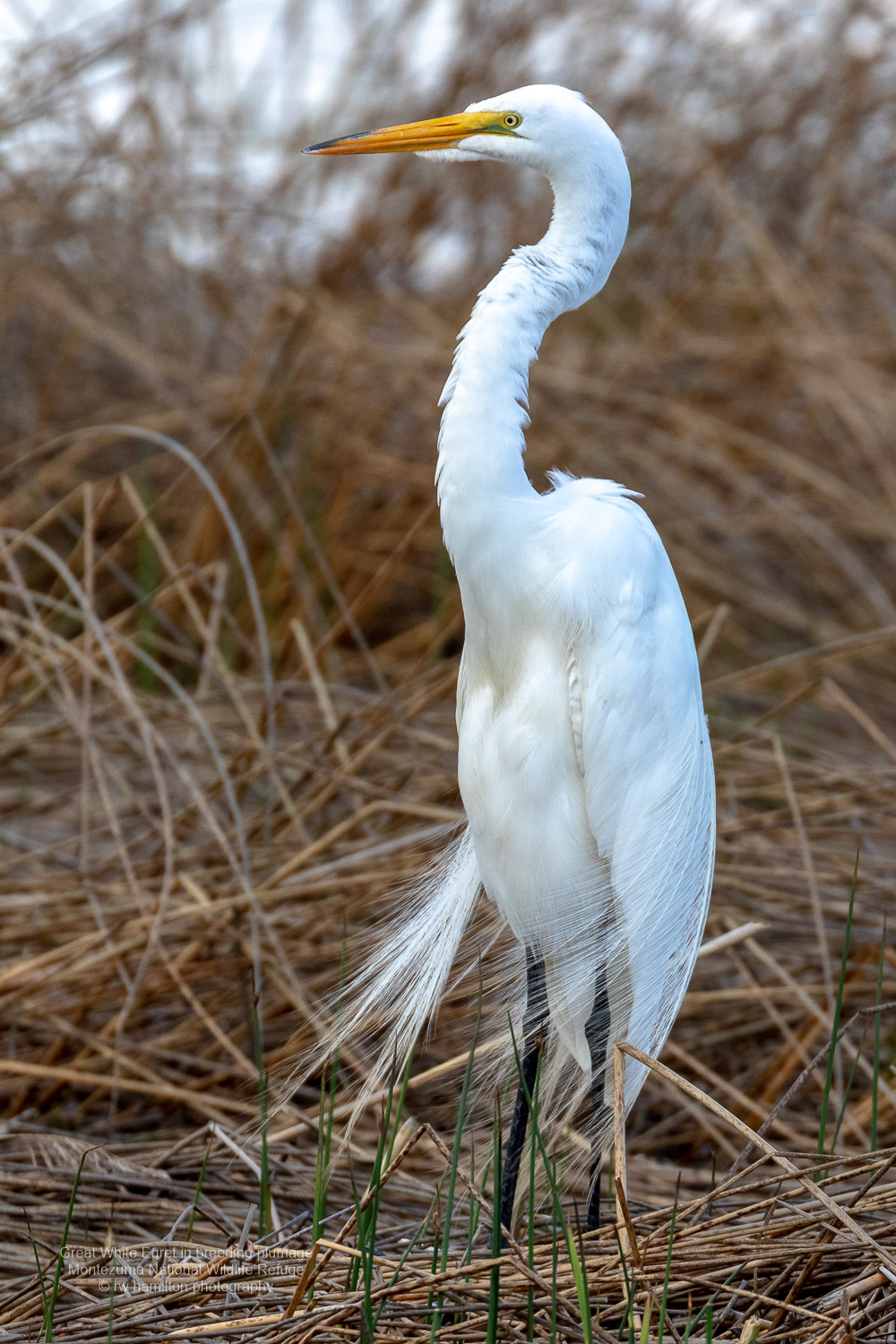Great White Egret in Breeding Plumage    