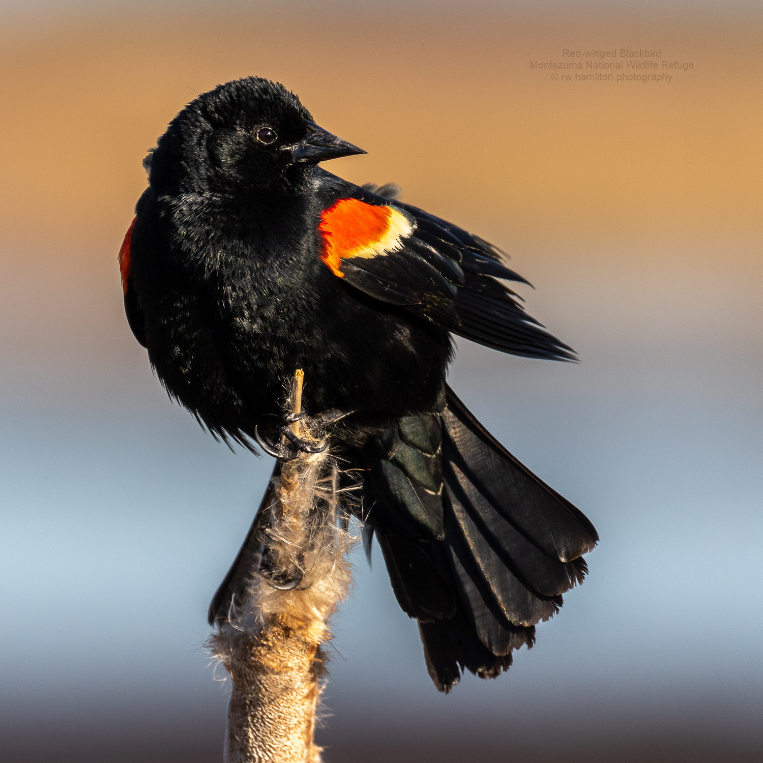  Montezuma National Wildlife Refuge, Wildlife Drive 