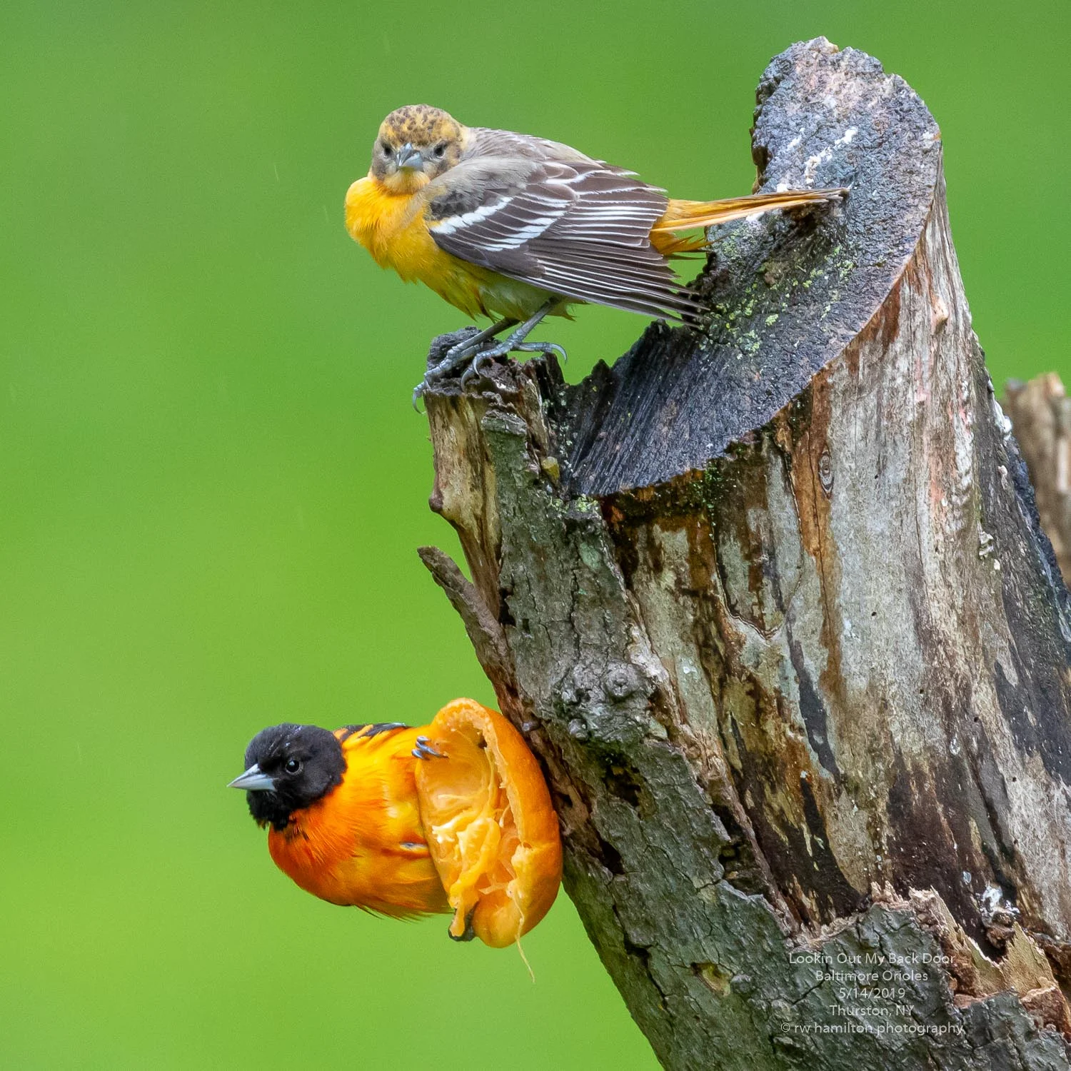 Male and Female Baltimore Orioles