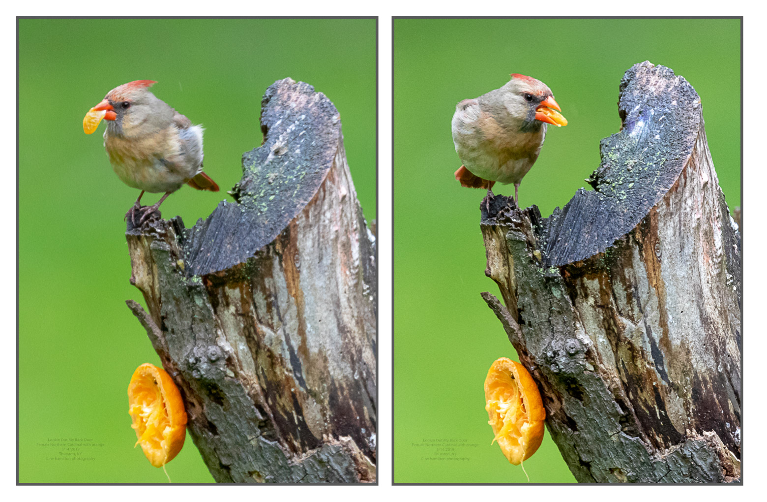 Female Northern Cardinal enjoying an orange