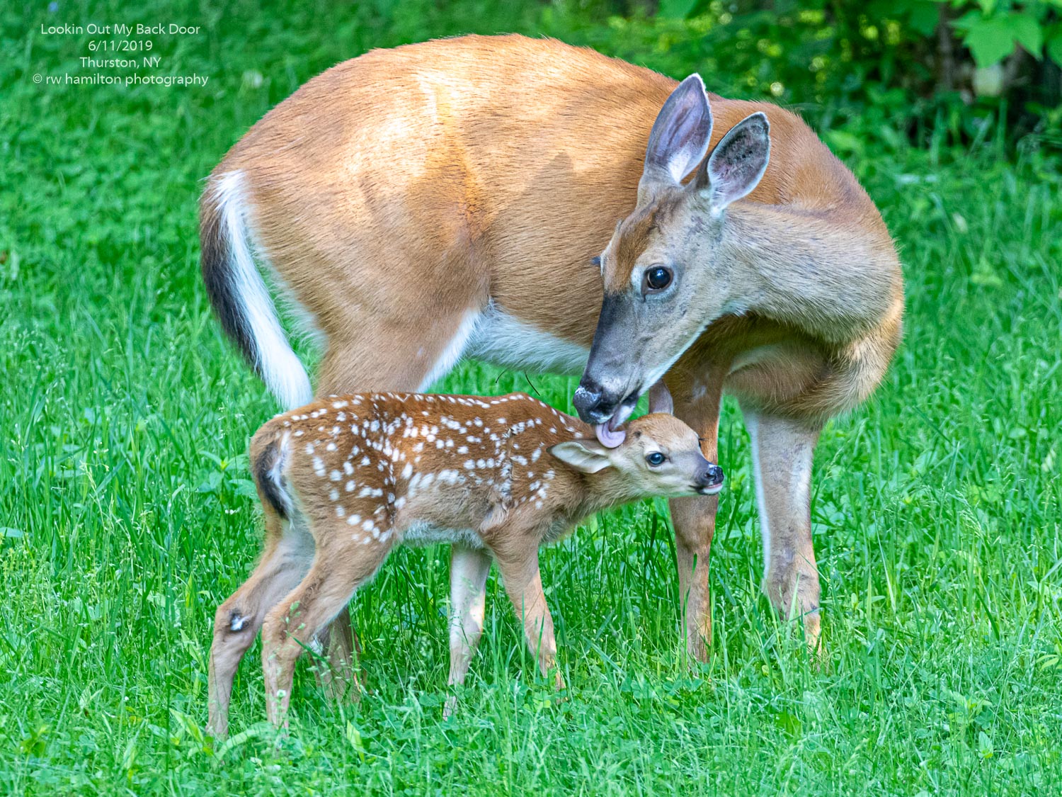 White-tailed doe with fawn