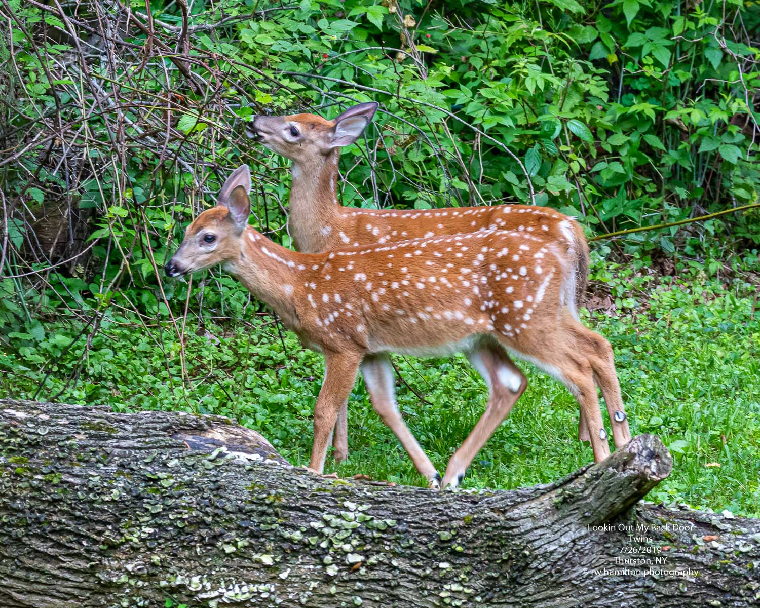 White-tailed fawn twins