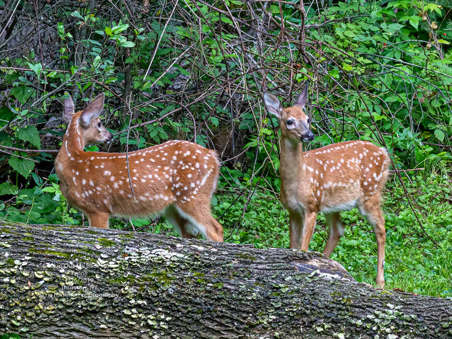 White-tailed fawn twins