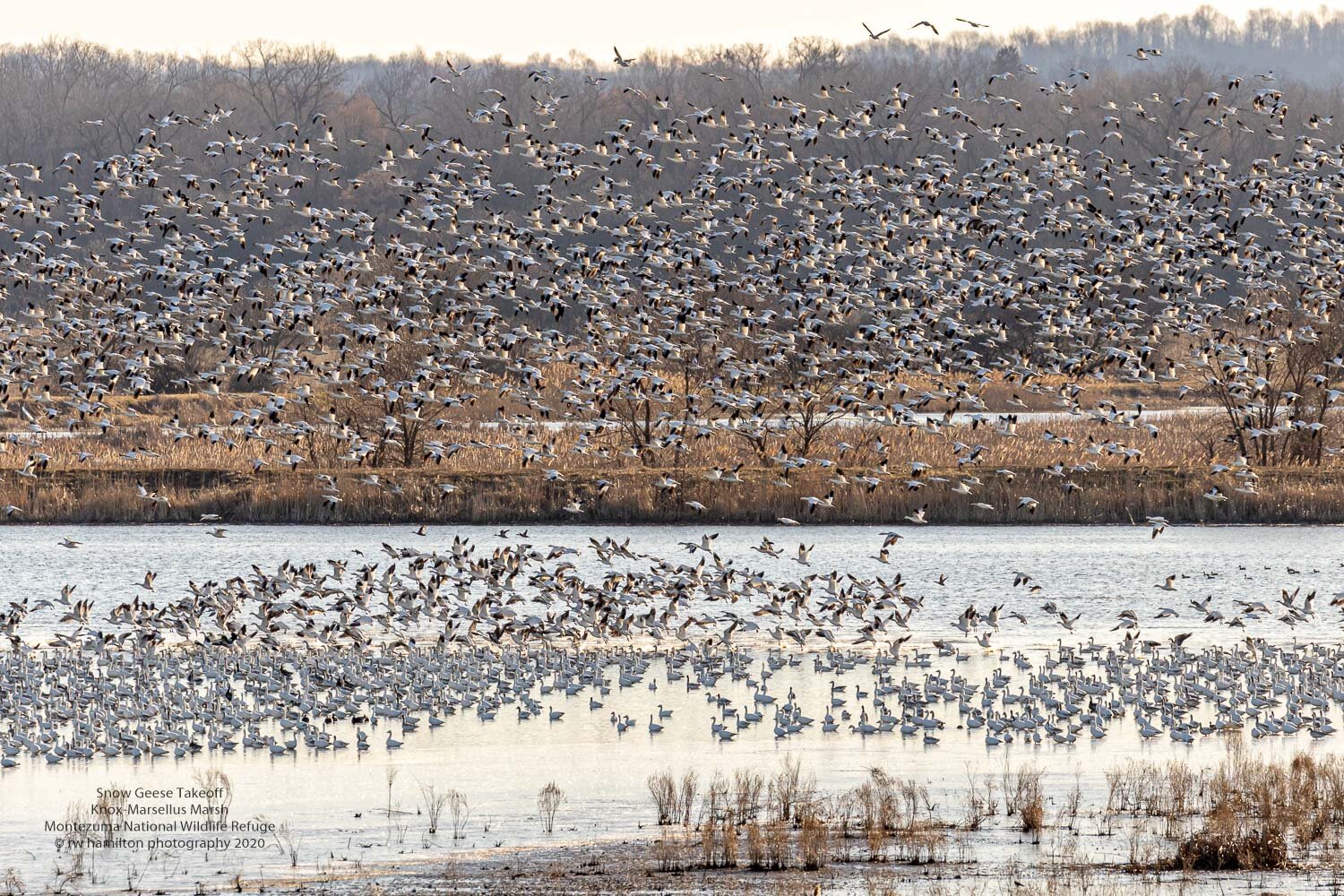 Snow Geese takeoff at Montezuma National Wildlife Refuge