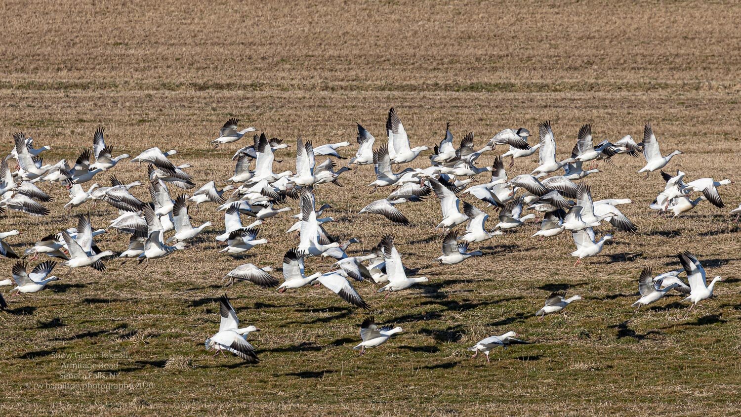 Snow Geese