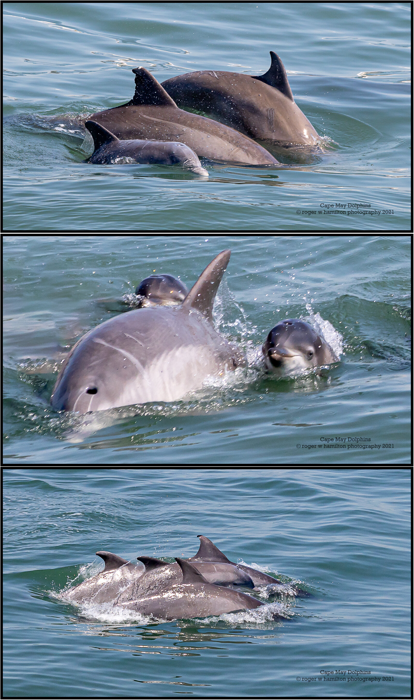 Dolphins-1x3__Photo-01_80-percent.jpg
