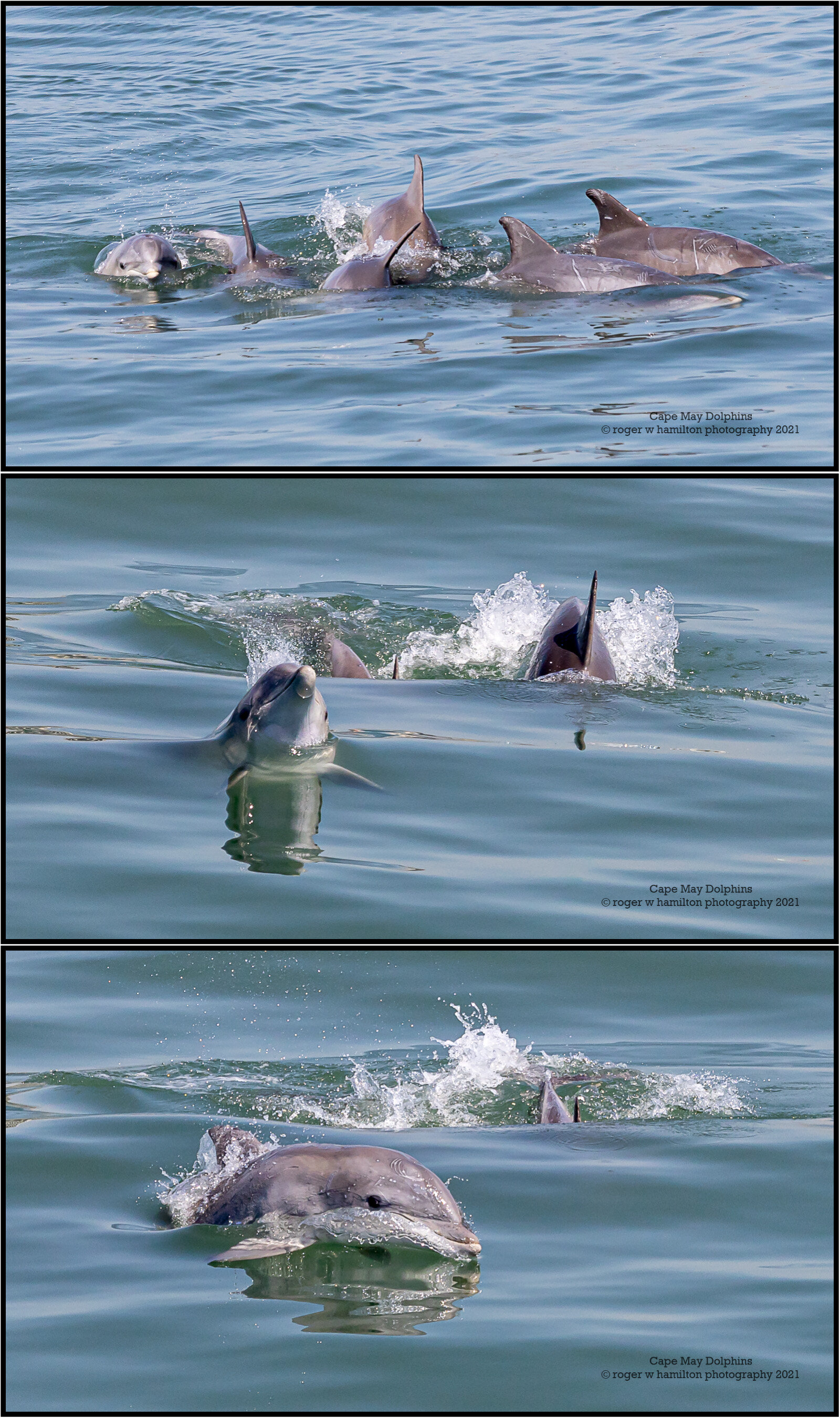 Dolphins-1x3__Photo-02_80-percent.jpg