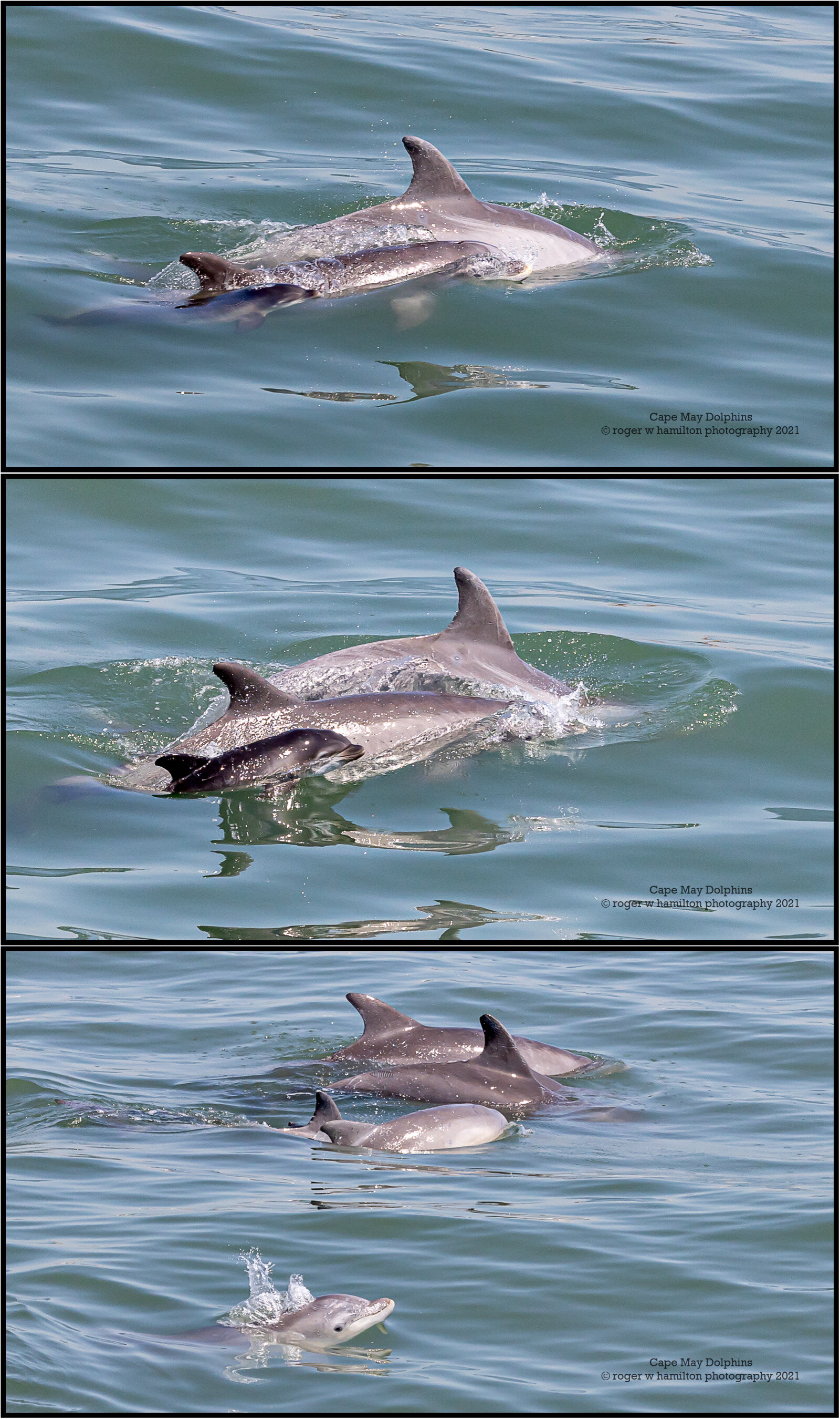 Dolphins-1x3__Photo-03_80-percent.jpg