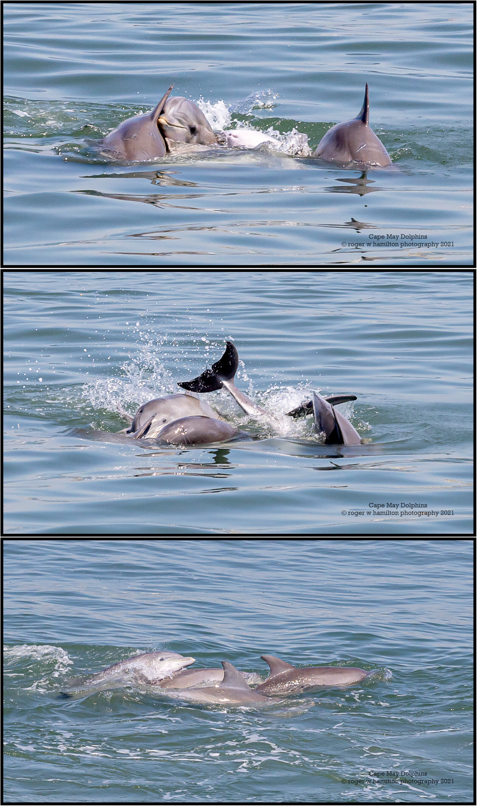 Dolphins-1x3__Photo-04_80-percent.jpg