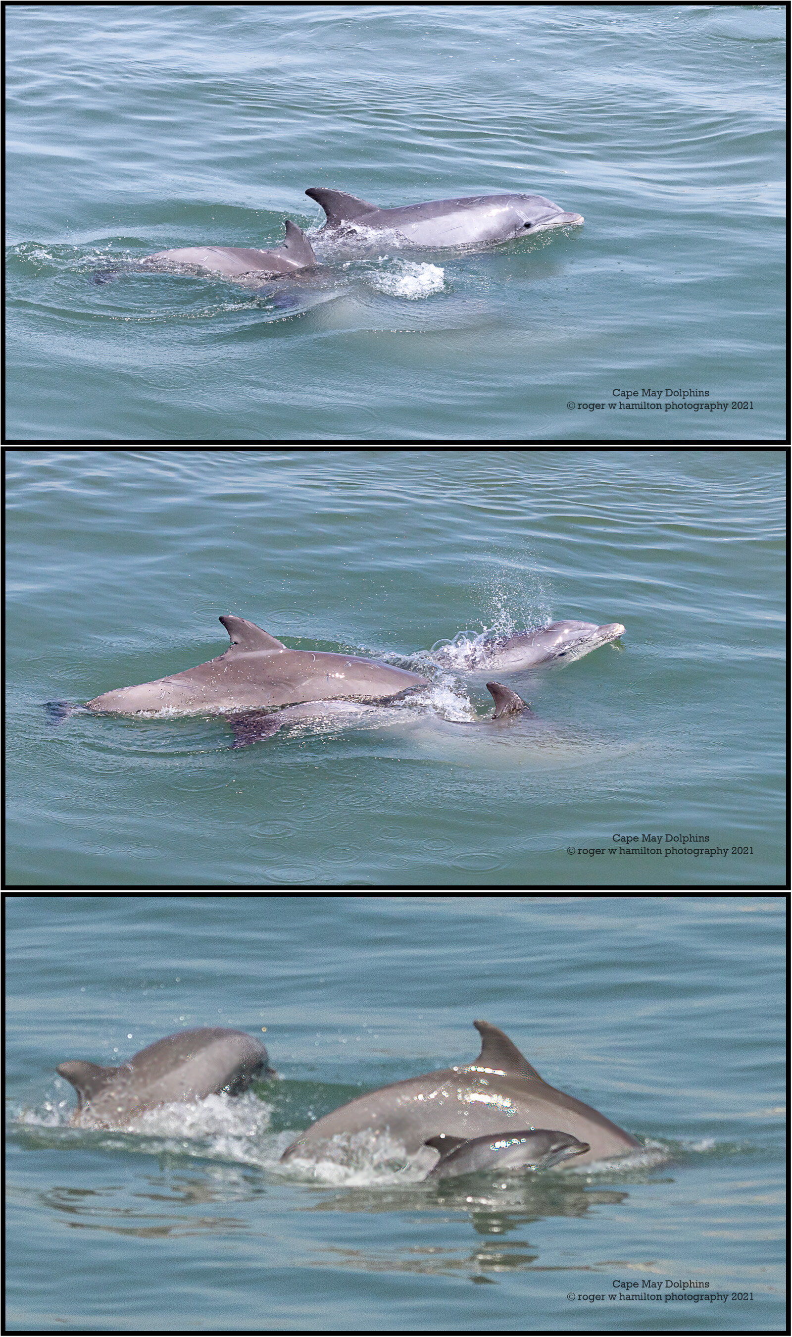 Dolphins-1x3__Photo-05-80-percent.jpg