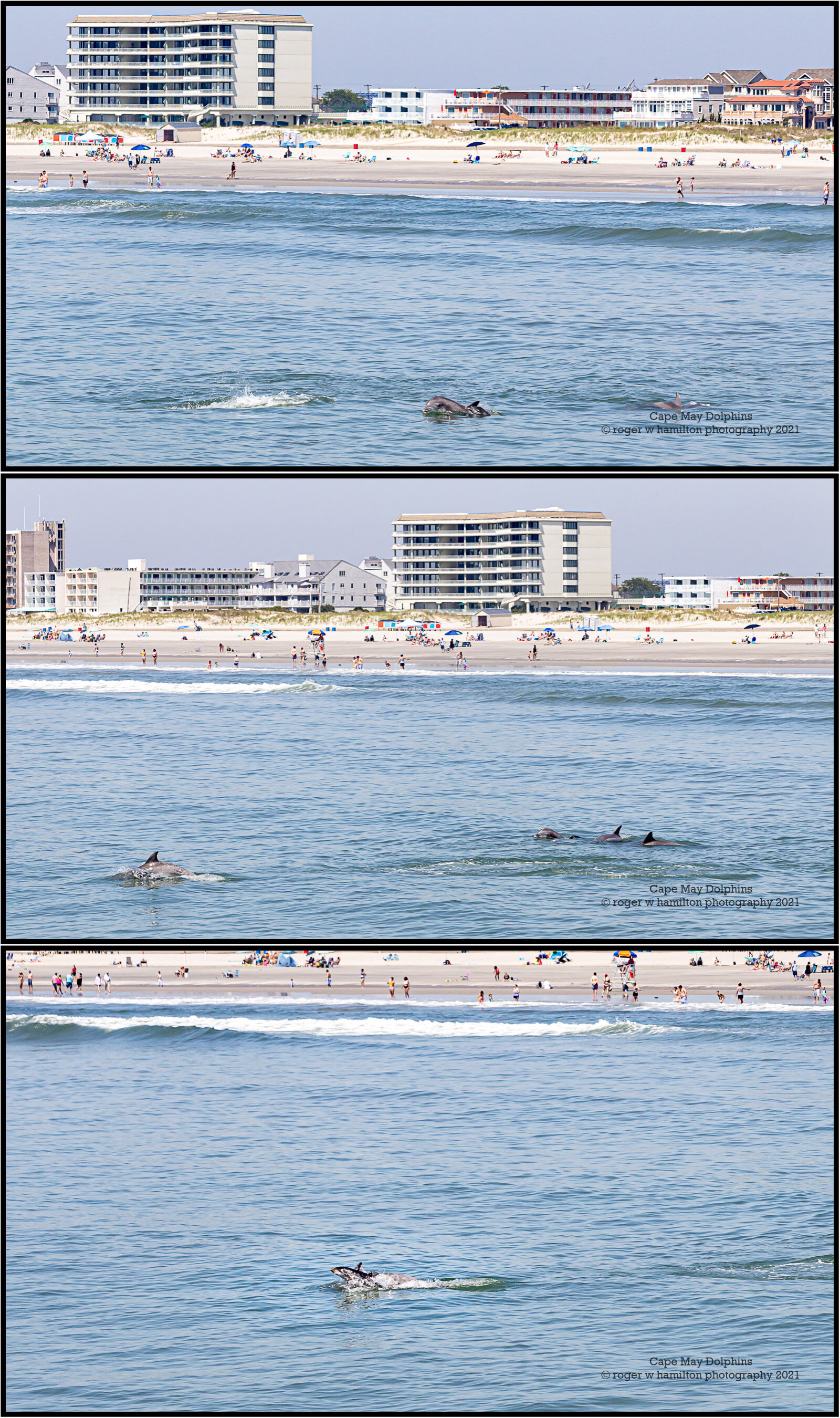 Dolphins-1x3__Photo-06-80-percent.jpg