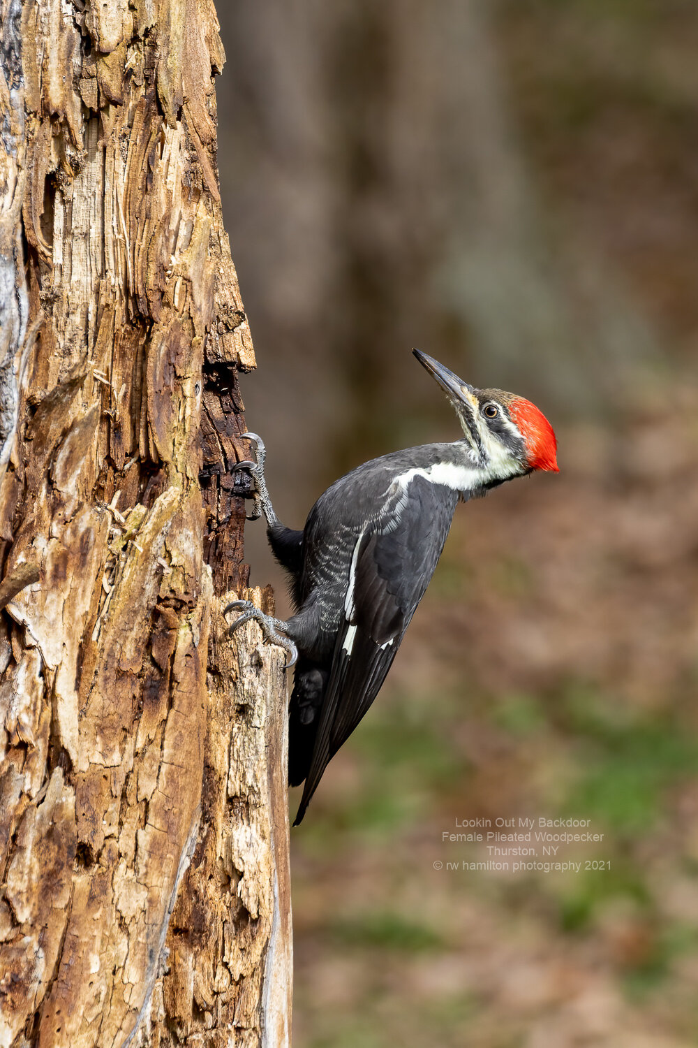 Female Pileated Woodpecker on the Old Maple Tree