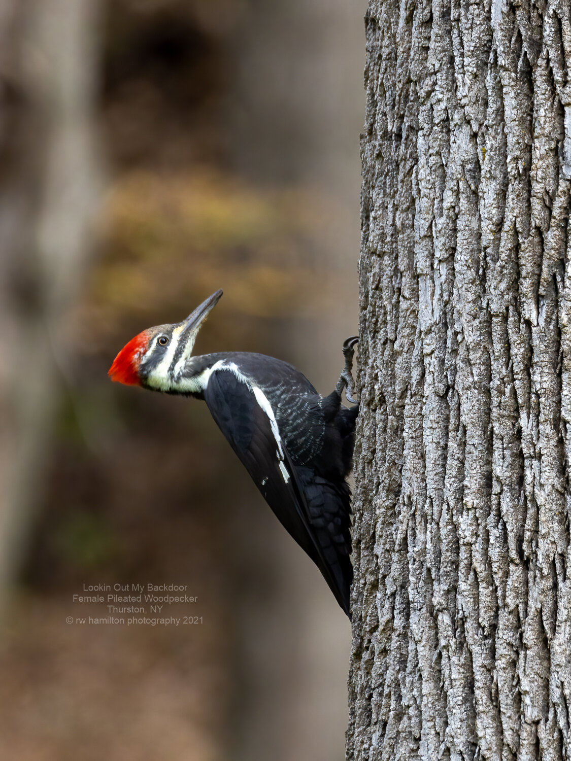 Female Pileated Woodpecker on the Ash Tree