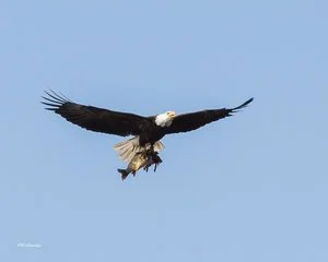 Bald Eagle