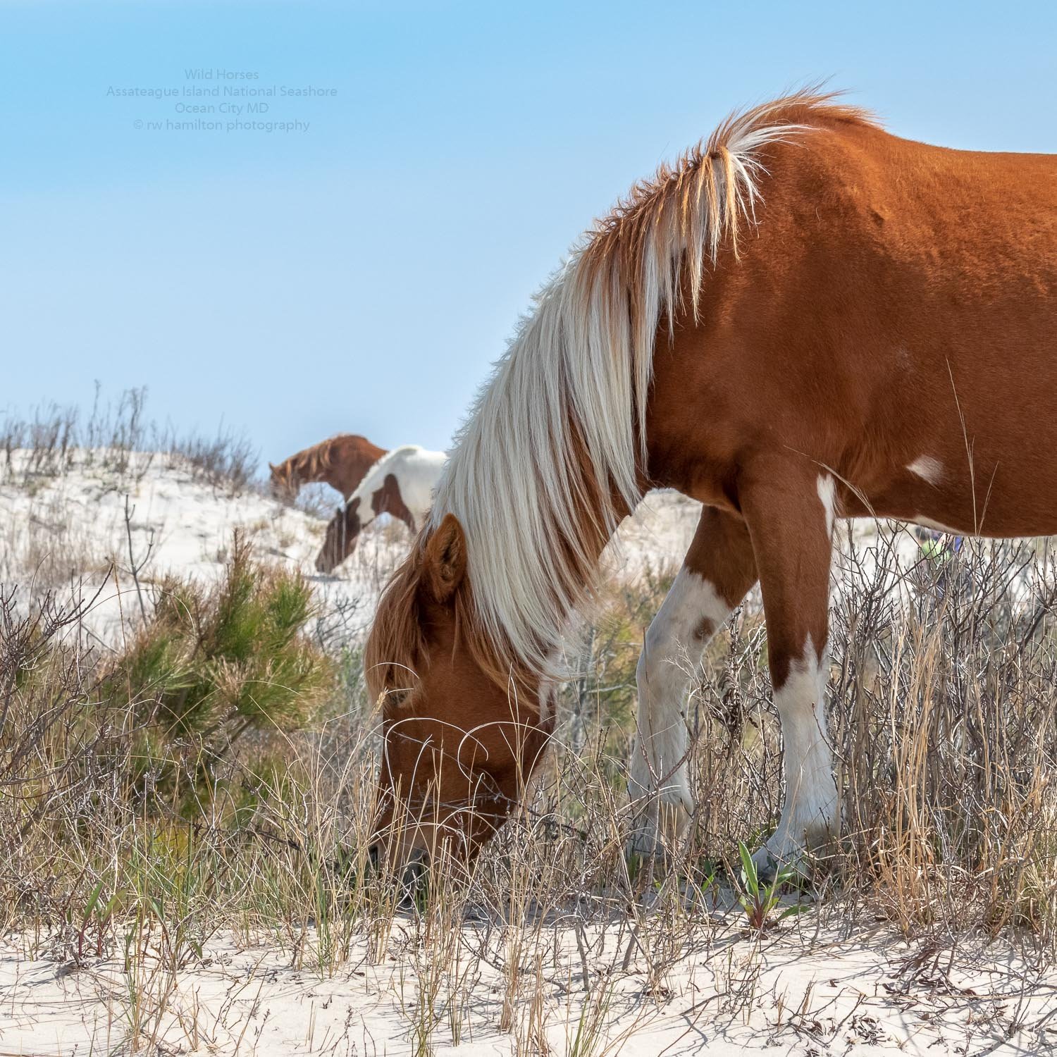 Assateague Island Horses