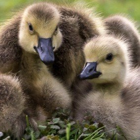 Ducklings and Goslings