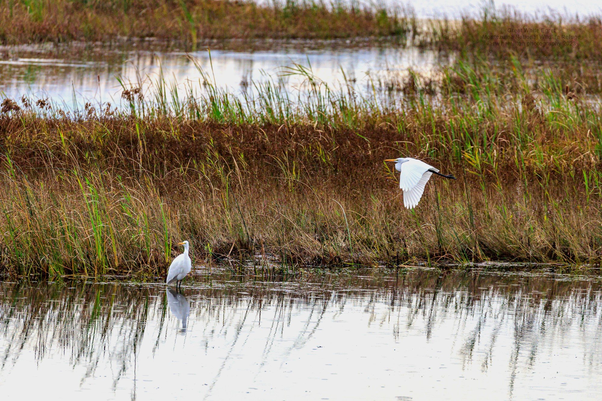 Montezuma National Wildlife Refuge