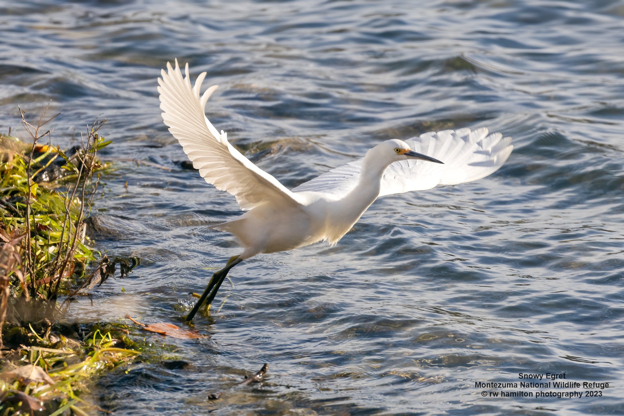 Snowy Egret