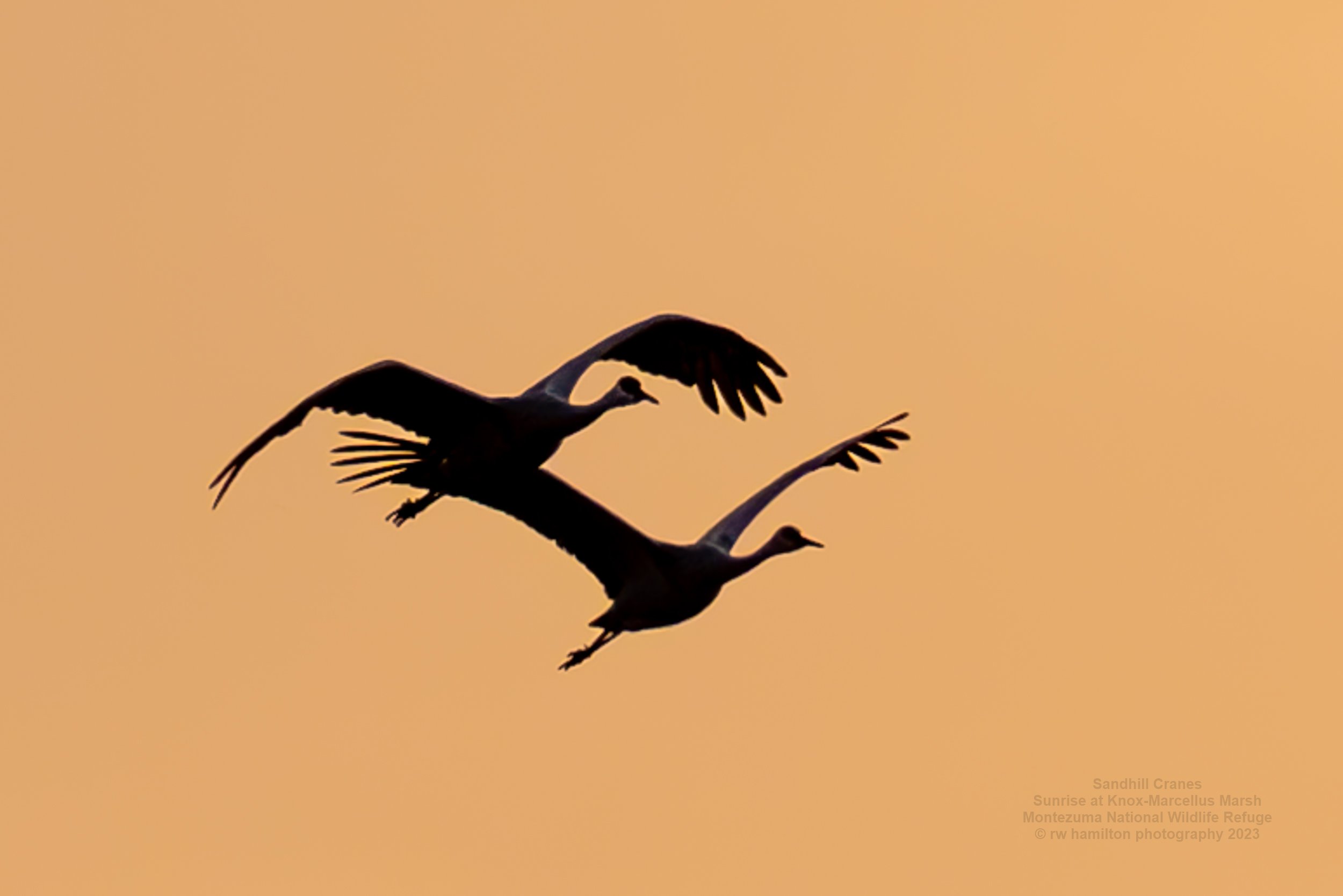 Sandhill Cranes Before Sunrise