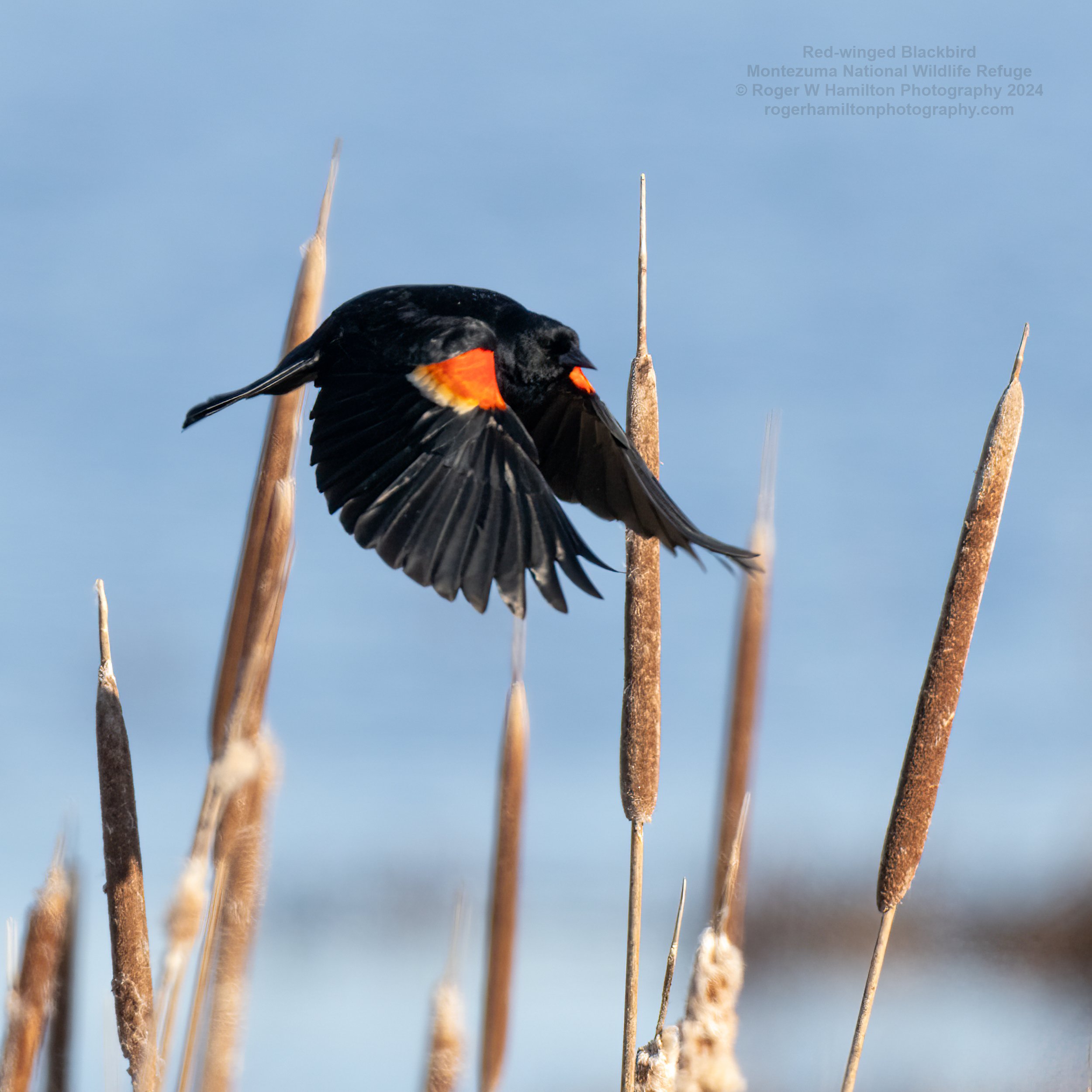 Red-winged Blackkbird