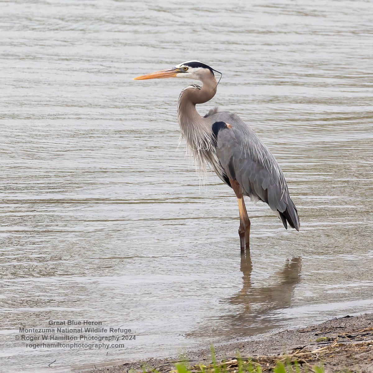 Great Blue Posing