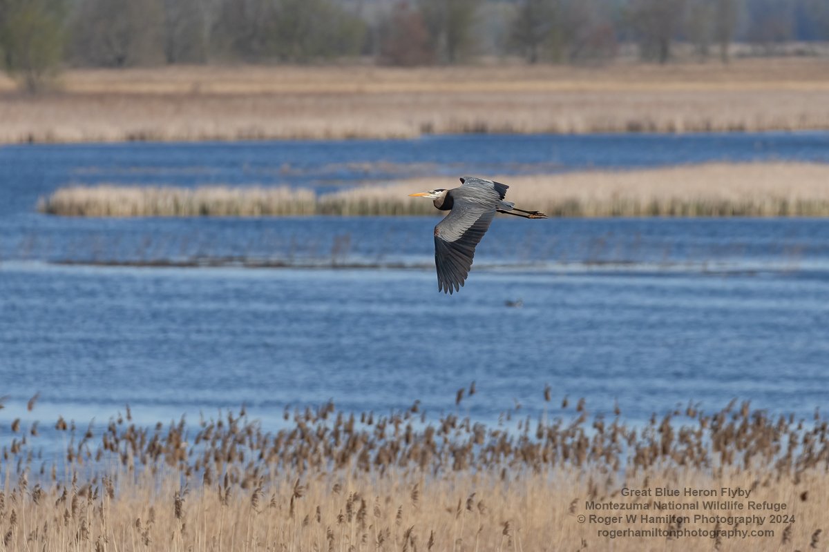 Great Blue Heron Flyby